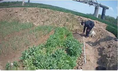重要提醒！別再把它當野菜種植了！種植技術開發指南