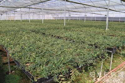 鐵皮石斛種植基地喜獲農業科技成果轉化資金扶持，技術創新迎來新機遇