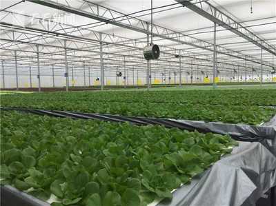 無土栽培新紀元 上海建成最大單體植物工廠，技術驅動產量躍升