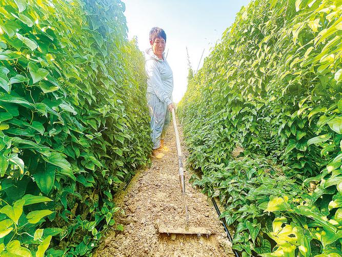 山藥種植成富民產業，國家濮陽經濟技術開發區技術開發獲媒體聚焦