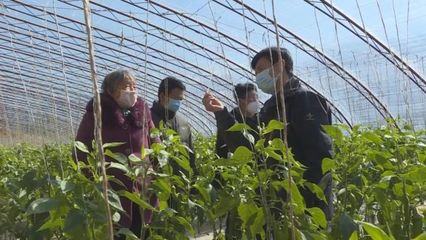 子長蔬菜開發中心 穩防控、強技術、保供應，全力守護“菜籃子”安全